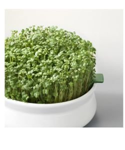 Graines à germer - Roquette BIO, 100 g